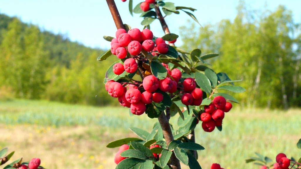 Изображение особи &times; Sorbocotoneaster pozdnjakovii.