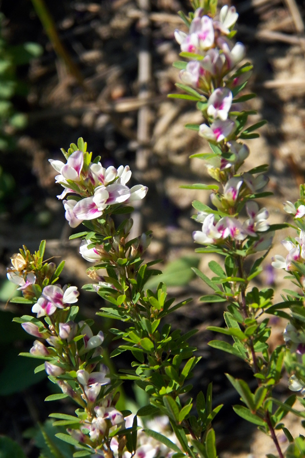 Изображение особи Lespedeza juncea.