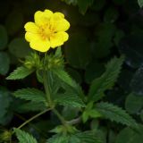 Potentilla cryptotaeniae. Верхушка побега с цветком и бутонами. Приморский край, о. Русский, обочина дороги в дубовом лесу. 01.08.2016.