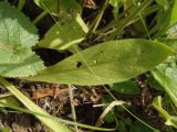 Inula oculus-christi. Прикорневой лист. Украина, Запорожский р-н, Дурная балка, разнотравная степь. 18.06.2016.