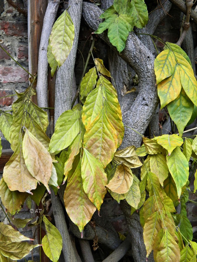 Image of genus Wisteria specimen.