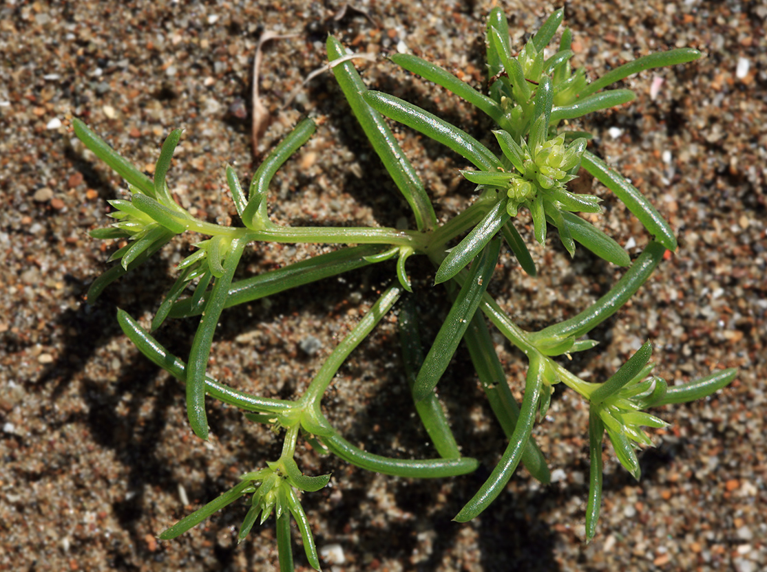 Изображение особи Salsola komarovii.