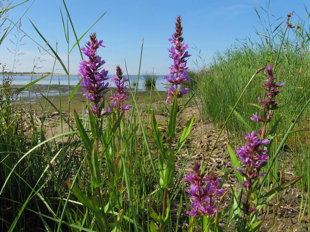 Image of Lythrum salicaria specimen.