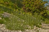 Erysimum canescens. Цветущие растения. Молдова, Оргеевский р-н, окр. с. Требужены, известняковые скалы. 08.05.2015.