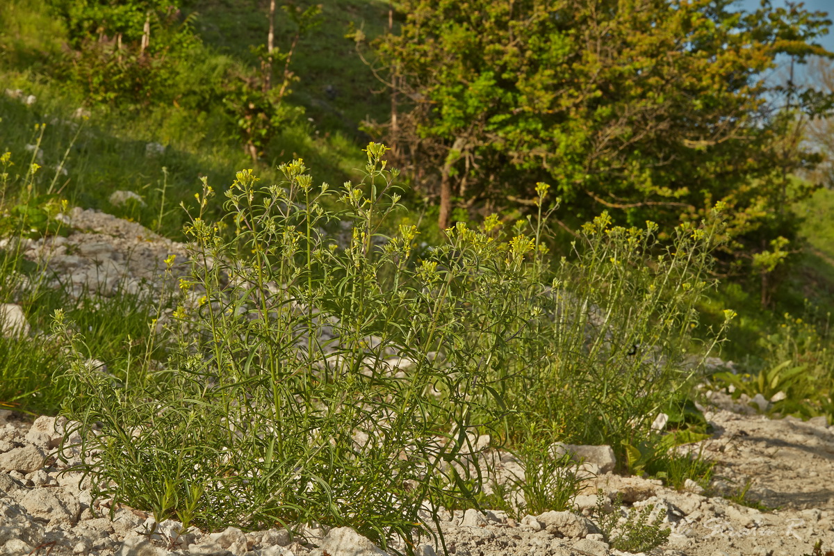 Image of Erysimum canescens specimen.