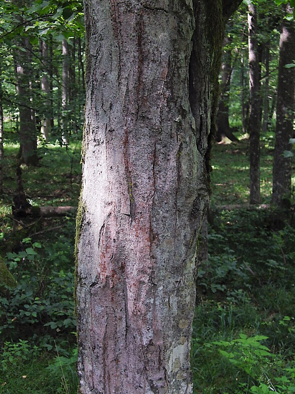 Image of Fagus sylvatica specimen.