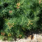 Euphorbia cyparissias