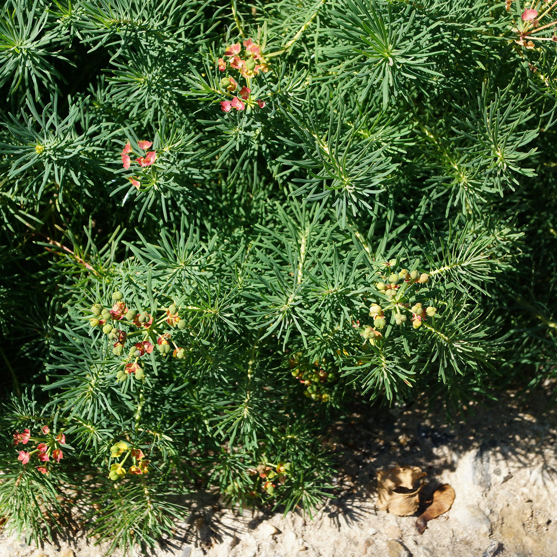 Изображение особи Euphorbia cyparissias.