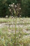 Hieracium umbellatum разновидность dunale. Верхушка плодоносящего растения. Ленинградская обл., Кингисеппский р-н, окр. пос. Новое Гарколово, побережье Финского залива, песчаный береговой вал, разнотравно-злаковое сообщество с доминированием Leymus arenarius и Lathyrus japonicus s.l. 28.08.2016.