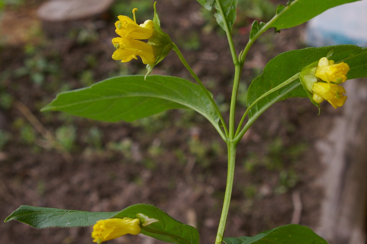 Image of Lonicera involucrata specimen.
