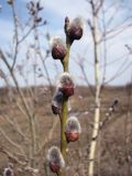 Salix caprea