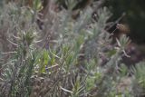 Lavandula angustifolia