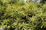 Podocarpus macrophyllus