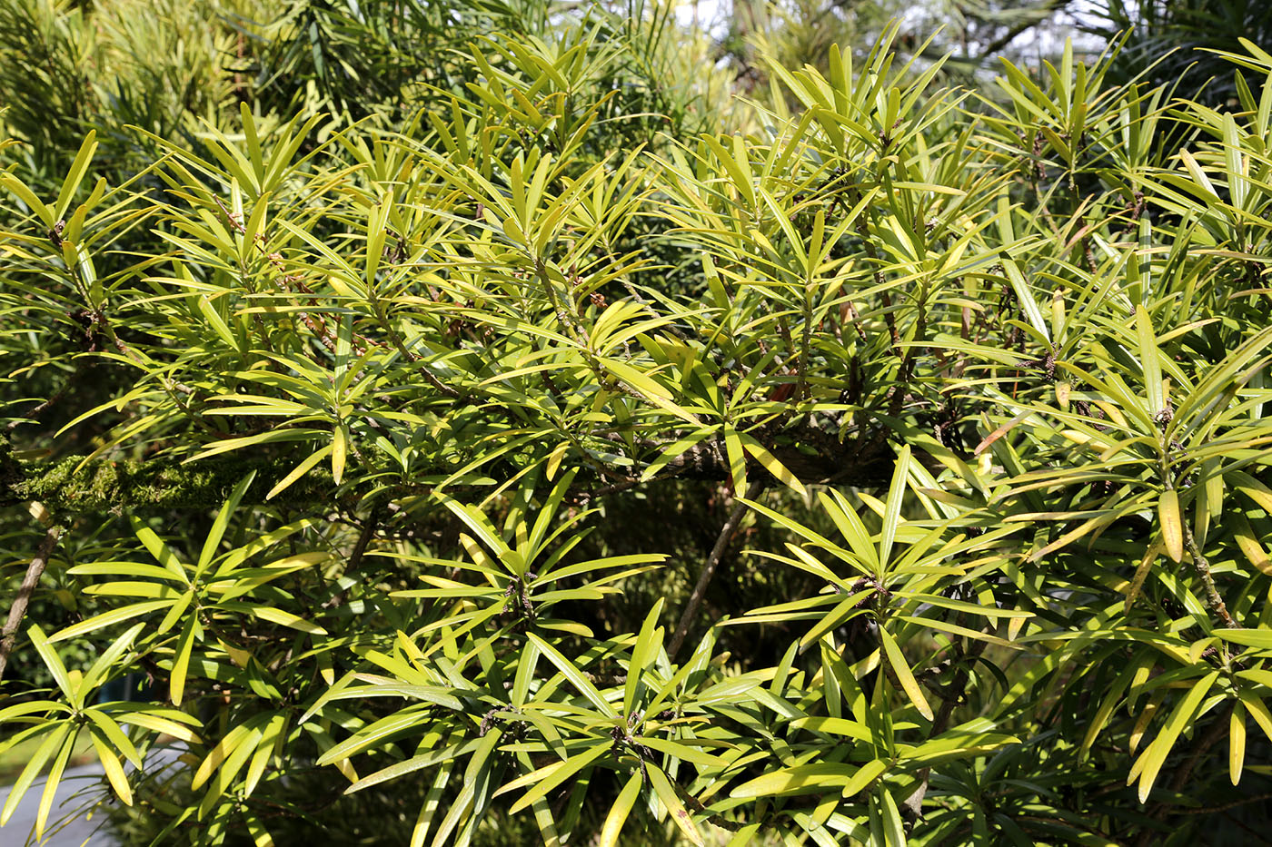 Image of Podocarpus macrophyllus specimen.