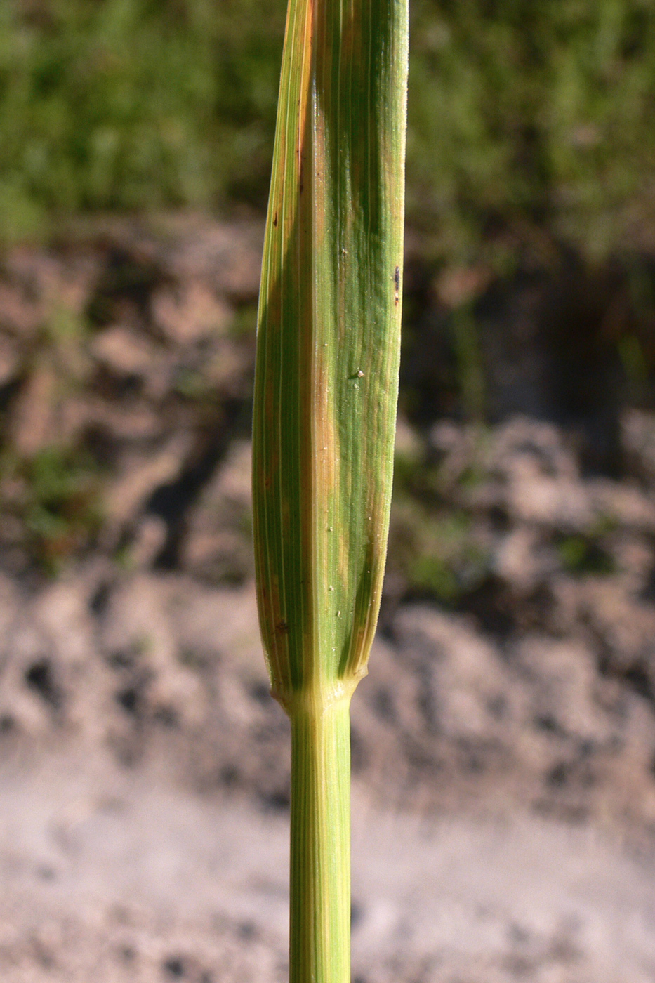 Изображение особи род Calamagrostis.