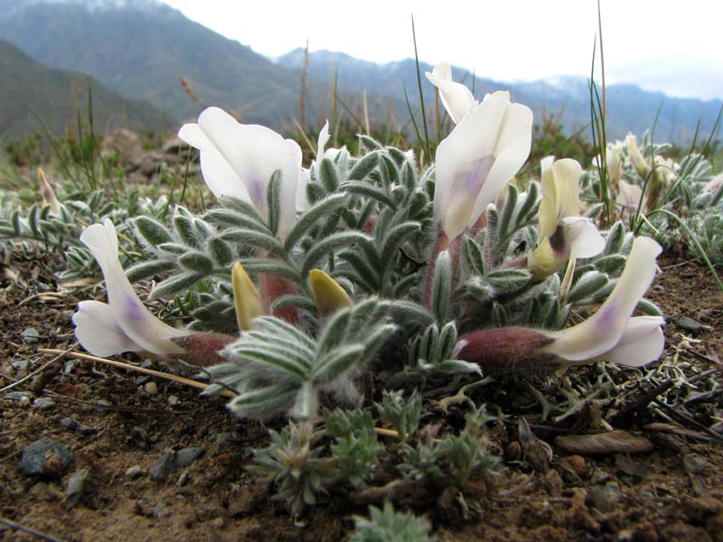 Image of Oxytropis malacophylla specimen.