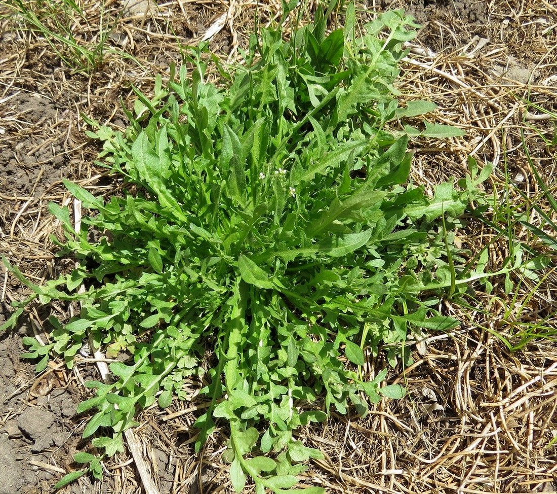 Изображение особи Capsella bursa-pastoris.