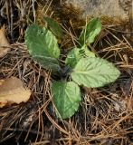 Tephroseris integrifolia. Вегетирующее растение. Пермский край, Лысьвенский р-н, долина р. Чусовой, крутой склон камня \"Дужной\". 02.05.2017.