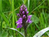 Dactylorhiza majalis