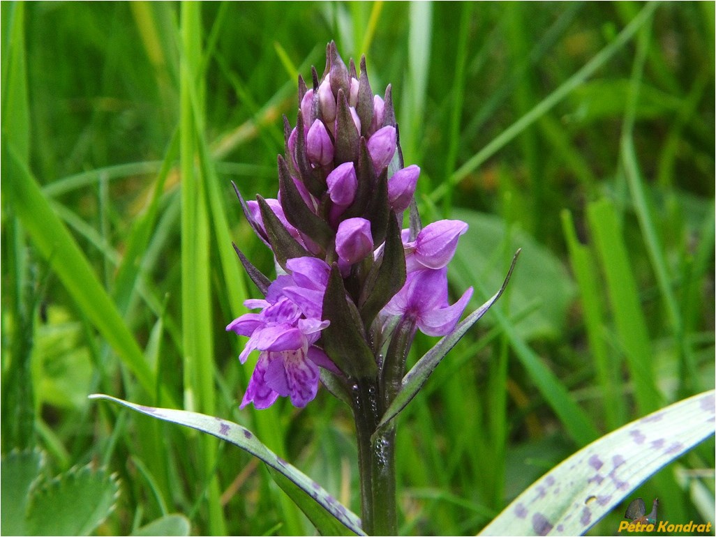 Image of Dactylorhiza majalis specimen.