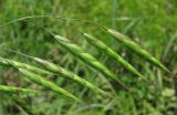 род Bromus. Верхушка соцветия. Краснодарский край, окр. г. Новороссийск, каменистый склон. 26.05.2017.