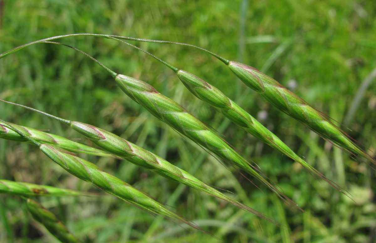 Изображение особи род Bromus.