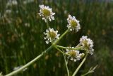 Oenanthe silaifolia