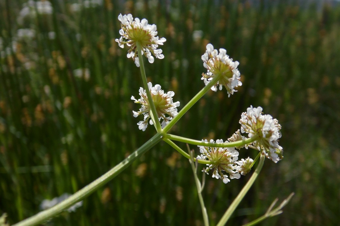 Image of Oenanthe silaifolia specimen.