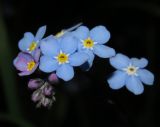 Myosotis sylvatica