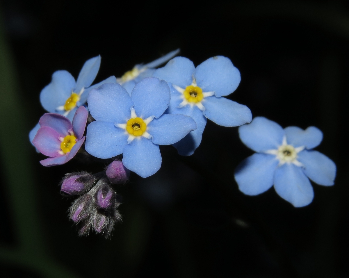 Image of Myosotis sylvatica specimen.