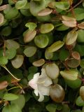 Rhododendron williamsianum. Побеги с цветком. Австрия, г. Вена, альпинарий при Бельведере. 30.04.2008.