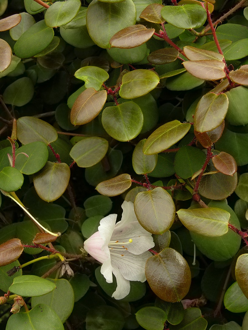 Изображение особи Rhododendron williamsianum.