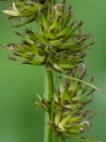 Carex vulpina