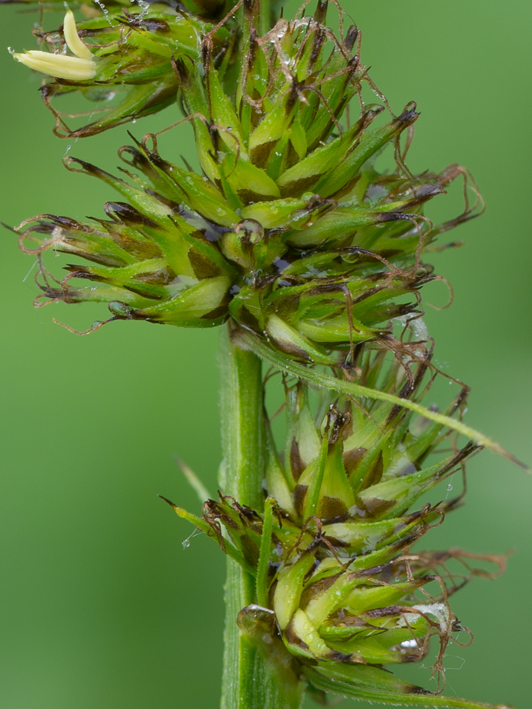 Image of Carex vulpina specimen.