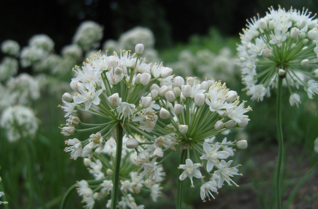 Изображение особи Allium denudatum.