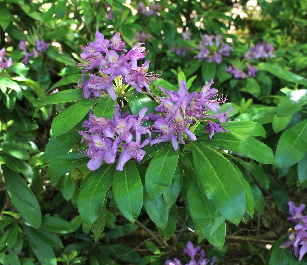 Image of Rhododendron ponticum specimen.