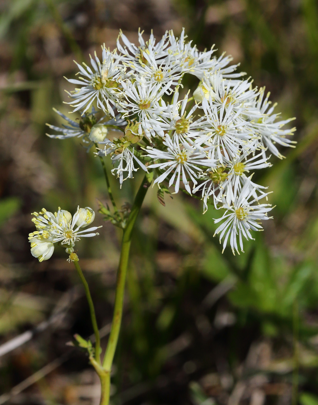 Image of Thalictrum petaloideum specimen.