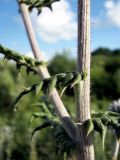 Echinops sphaerocephalus