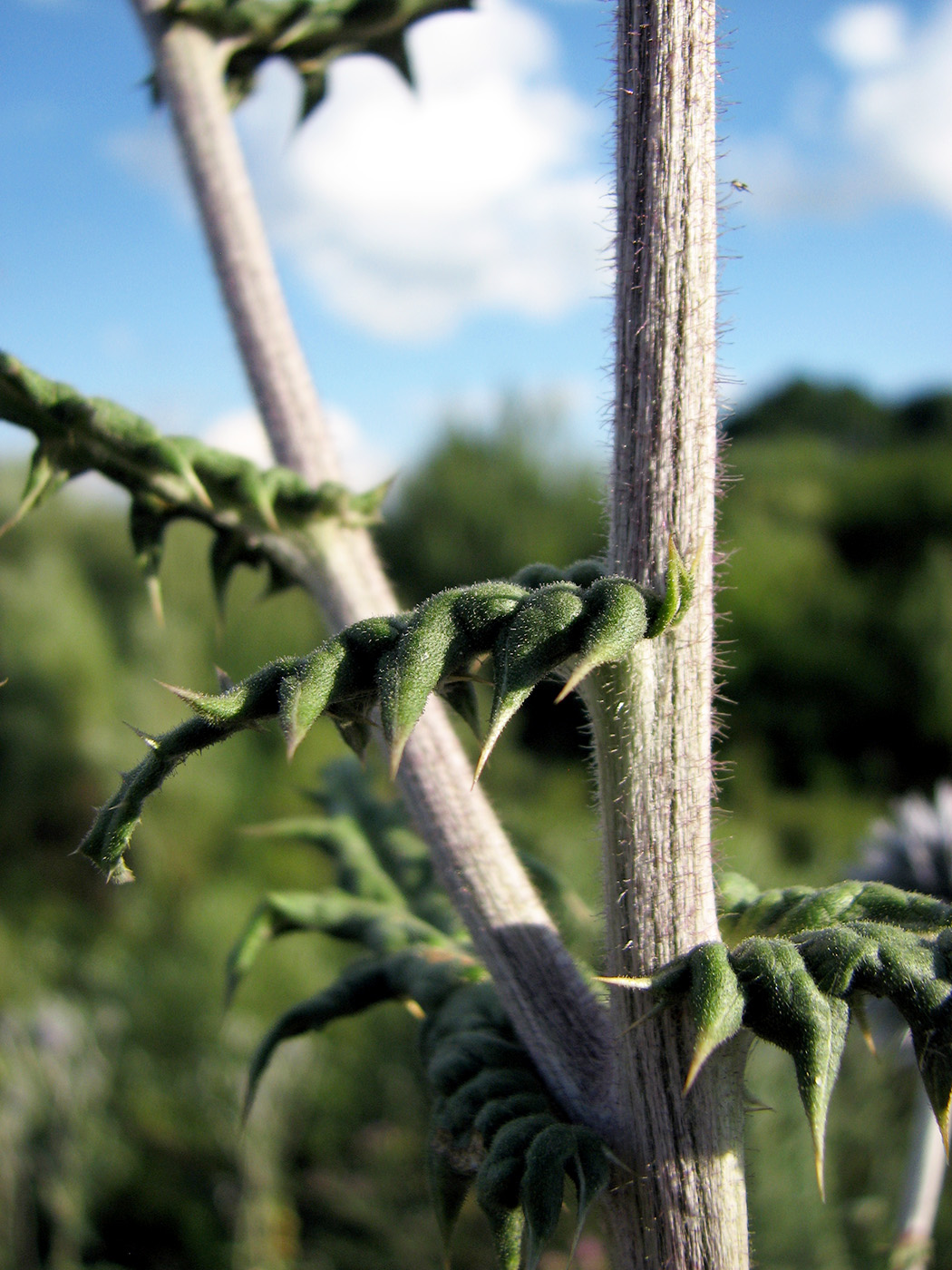 Image of Echinops sphaerocephalus specimen.