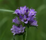 Campanula cervicaria. Соцветие с аномальным 4-лепестковым цветком. Московская обл., Раменский р-н, окр. ж.-д. платформы Хрипань, просека под ЛЭП. 15.07.2017.