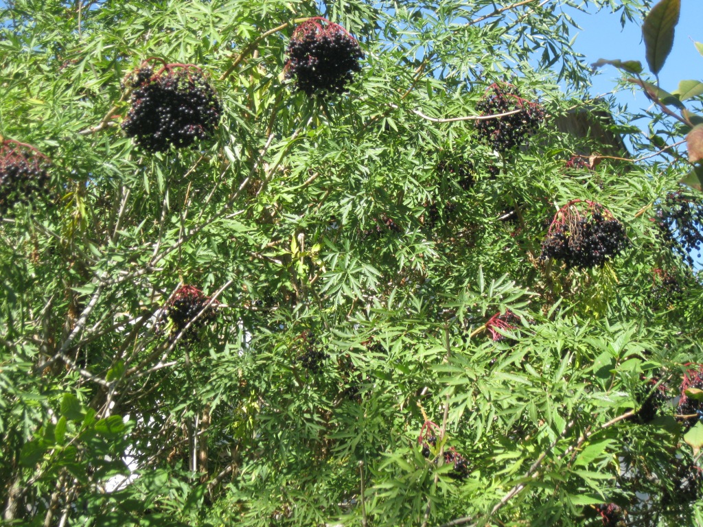 Изображение особи Sambucus nigra f. laciniata.