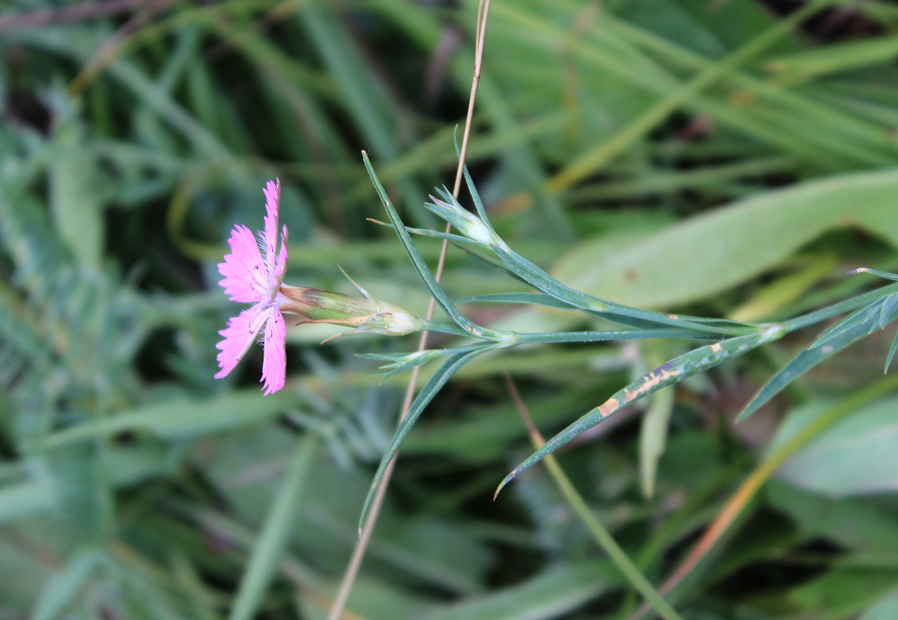 Изображение особи Dianthus caucaseus.