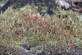 Cladonia macilenta