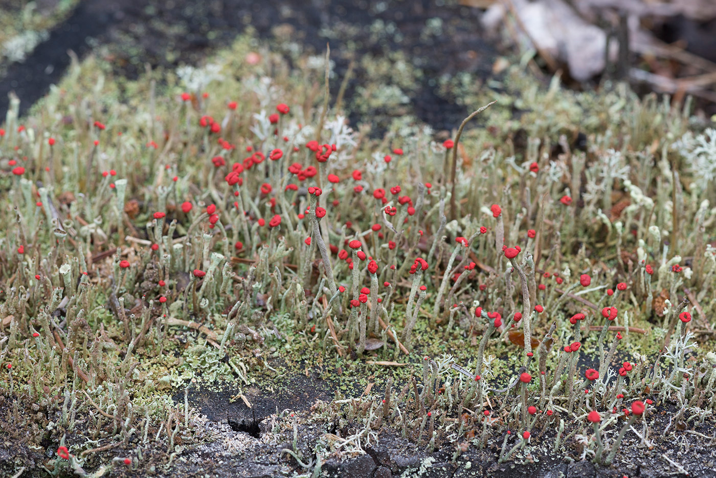 Image of Cladonia macilenta specimen.