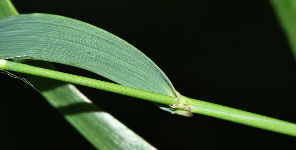 Изображение особи Elymus ciliaris.