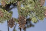 Pseudotsuga menziesii. Ветка с прошлогодними шишками. Саратов, набережная Космонавтов, на газоне. 20.08.2017.