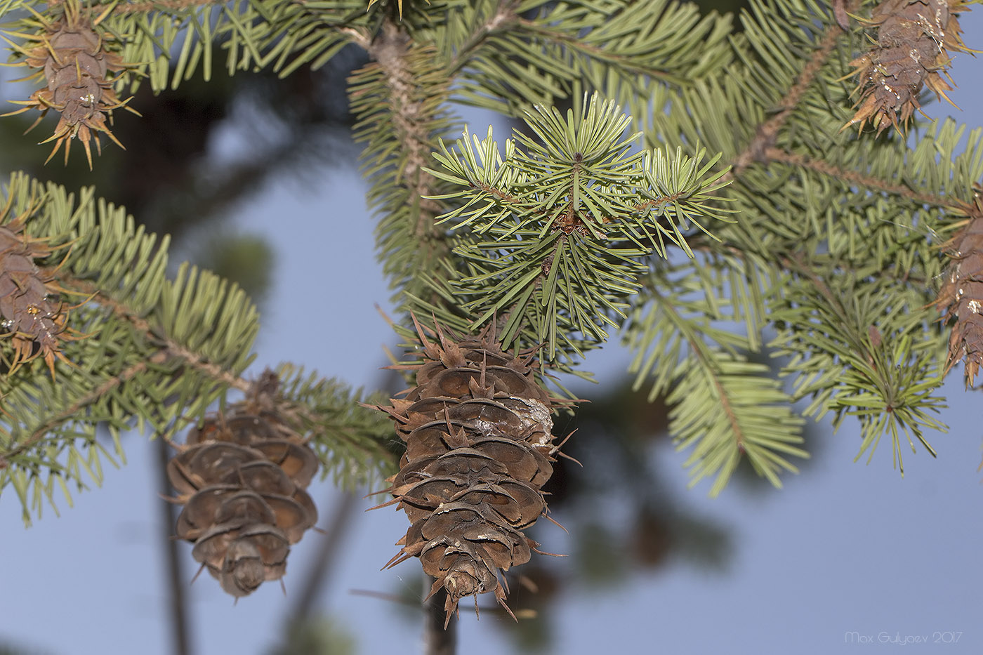 Изображение особи Pseudotsuga menziesii.