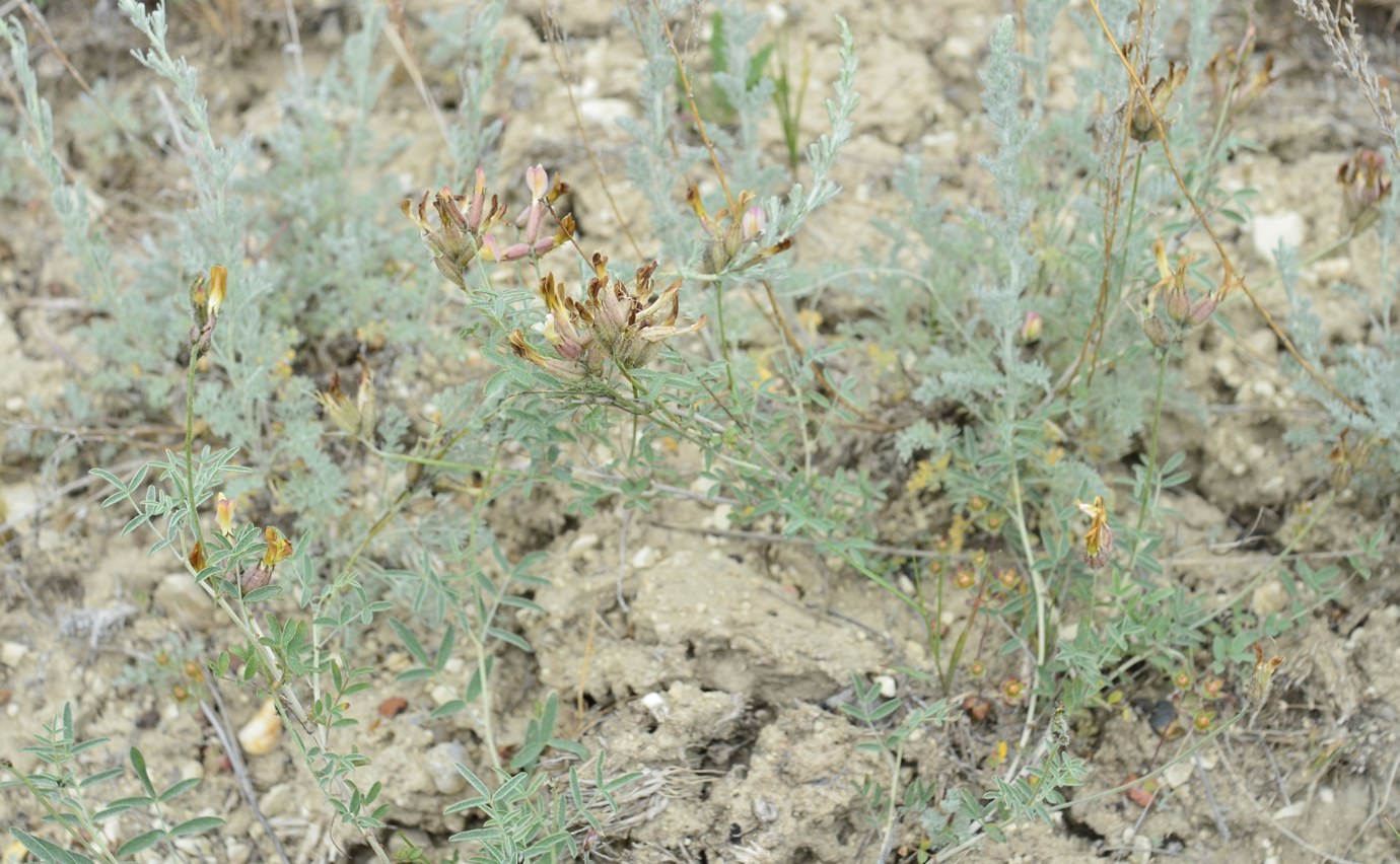 Image of Astragalus medius specimen.