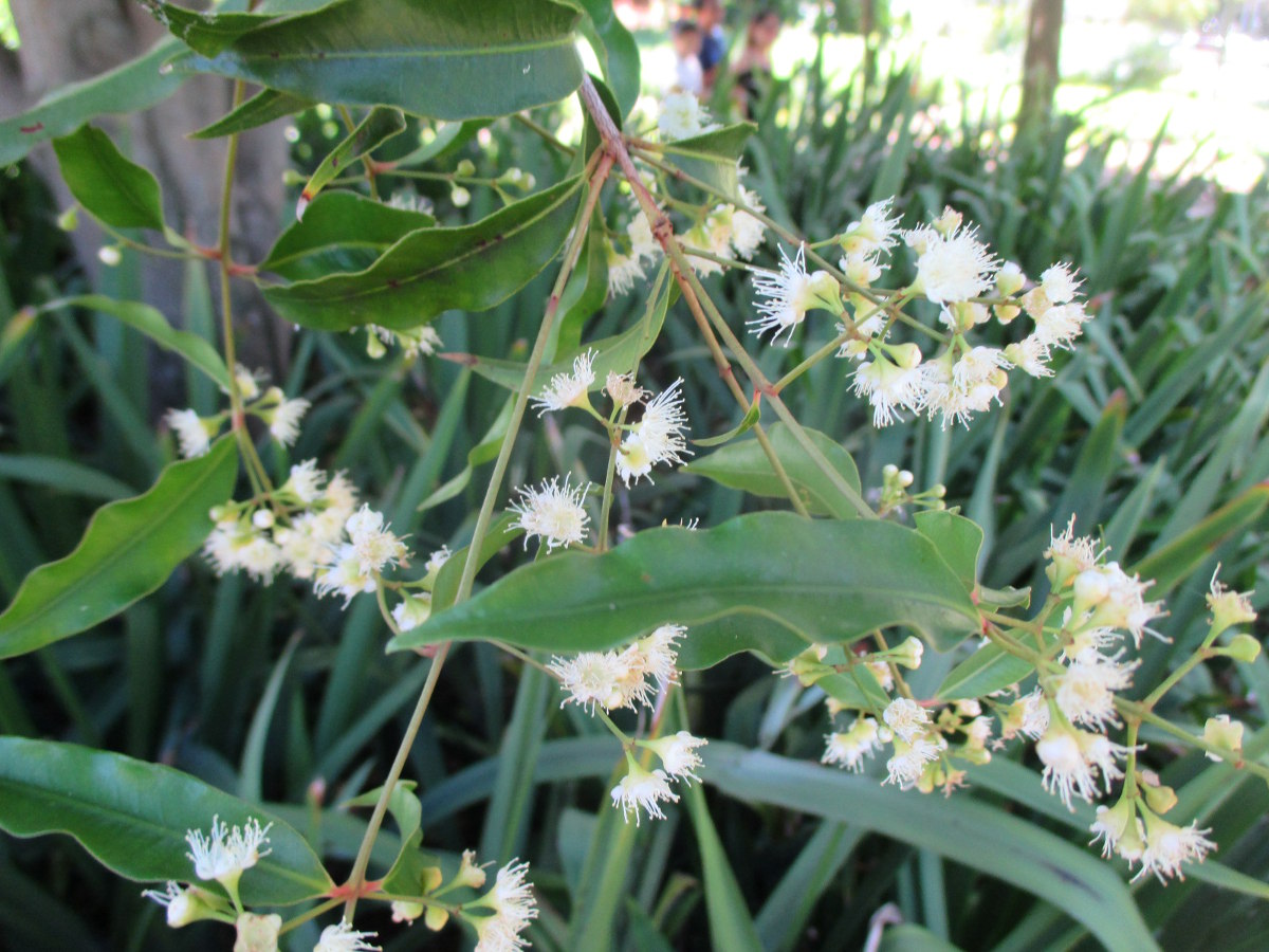 Image of Syzygium anisatum specimen.