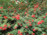 Calliandra californica